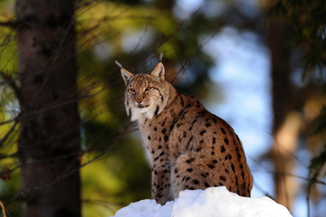 Europaeischer Luchs, Winter