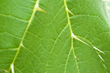 Texture of a green leaf as background