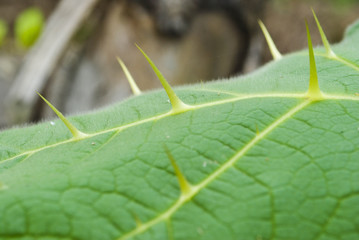 Texture of a green leaf as background