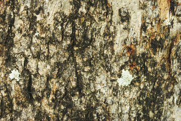 bark of tree texture