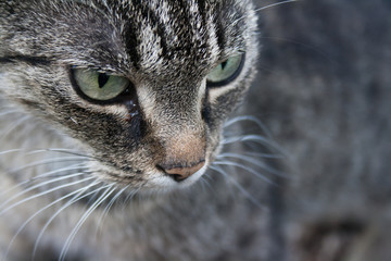 Hauskatze mausen