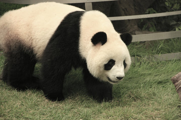 Obraz na płótnie Canvas Panda bear, Chiny