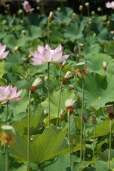 lotus flower
