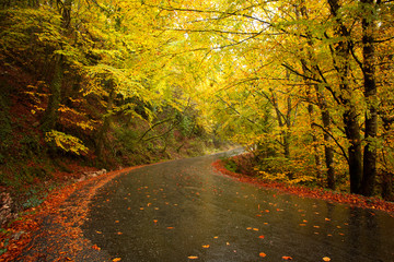 Autumn landscape with road and beautiful colored trees