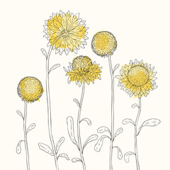 Gele zonnebloemen op witte achtergrond. vector illustratie