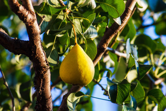 Ripe pears are hanging in the foliage
