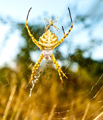 Spider on its web against a blurred background
