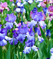blue irises blossoming in a garden, Giardino dell' Iris in Flore