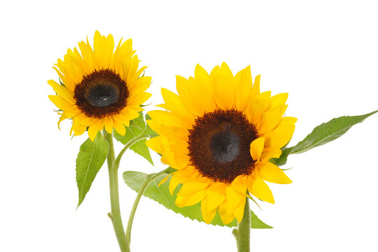 Two Sunflower Isolated On White Background