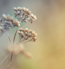 Closeup of dry meadow flowers