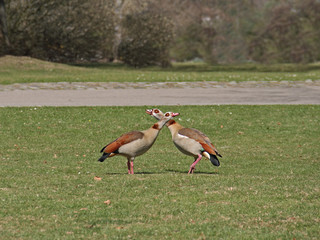 Nilgänse