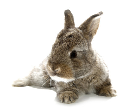 Gray rabbit bunny baby isolated on white background