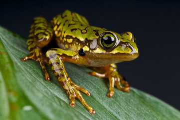 Marbled treefrog / Boophis microtympanum