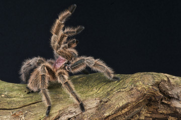 Pinktoe Tarantula / Avicularia urticans