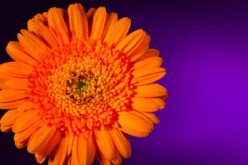 Orange gerbera on purple background