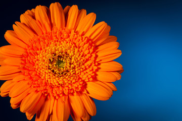 Orange gerbera on blue background