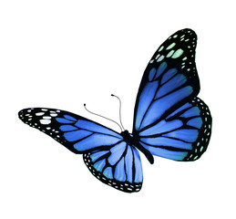 Fototapeta na wymiar Blue butterfly, isolated on white background