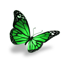 Fototapeta na wymiar Green butterfly, isolated on white background