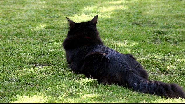 chat noir