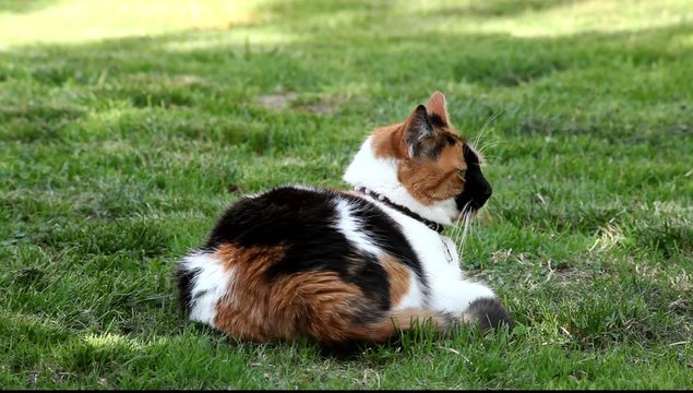chat