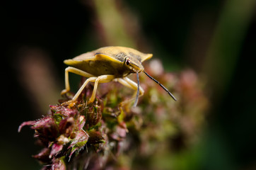 bug portrait, evening sun