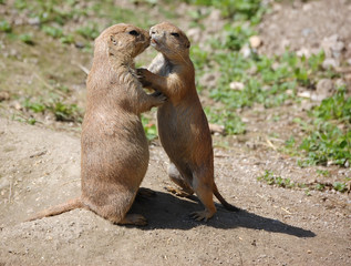 Prairie Dogs Cute Playing