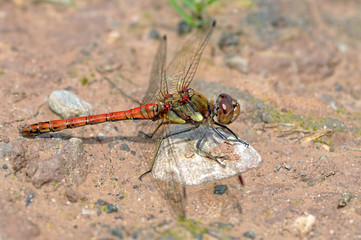 Common Darter Dragonfly