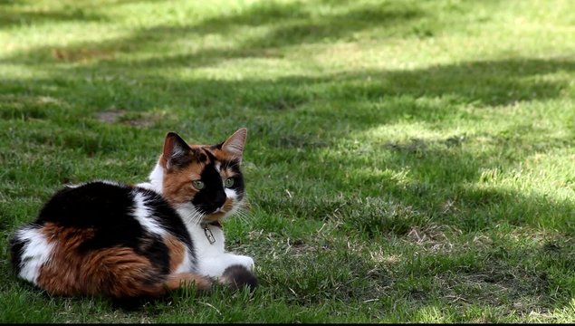 chat