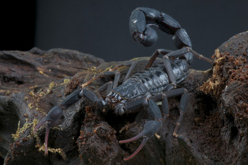 Scorpion / Grospus grandidieri