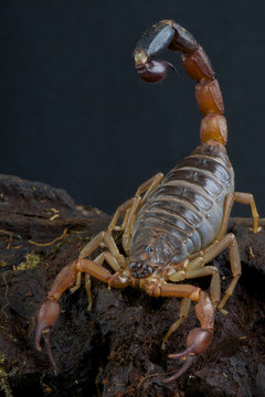 Giant scorpion / Grosphus flavopiceus
