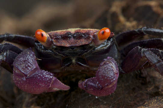 Purple vampire crab / Geosesarma sp.
