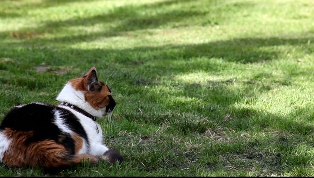 chat