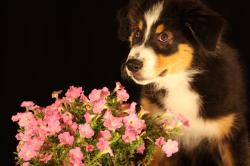 hund vor blumen