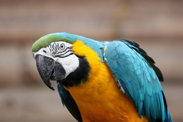 Blue and gold macaw