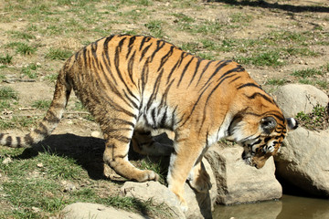 tigre de Sibérie (Panthera tigris altaica) 