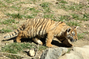 tigre de Sibérie (Panthera tigris altaica) 