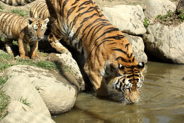 tigre de Sibérie (Panthera tigris altaica) 