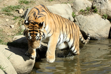 tigre de Sibérie (Panthera tigris altaica) 