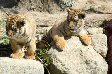 Fototapeta premium tigre de Sibérie (Panthera tigris altaica) 