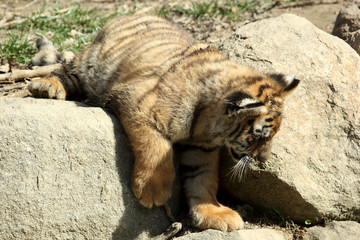 tigre de Sibérie (Panthera tigris altaica) 