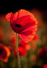 Poppy with low sunlight