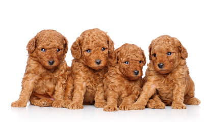 Toy poodle puppies © jagodka