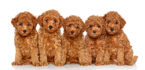 Toy Poodle puppies on a white background