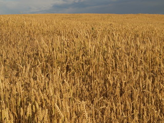Wheat field and blue sky landscape