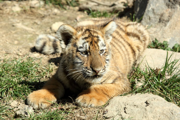 tigre de Sibérie (Panthera tigris altaica) 