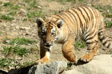 tigre de Sibérie (Panthera tigris altaica) 