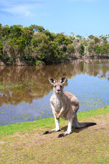 Kangaroo standing near the lake, Phillip Island Wildlife Park, A