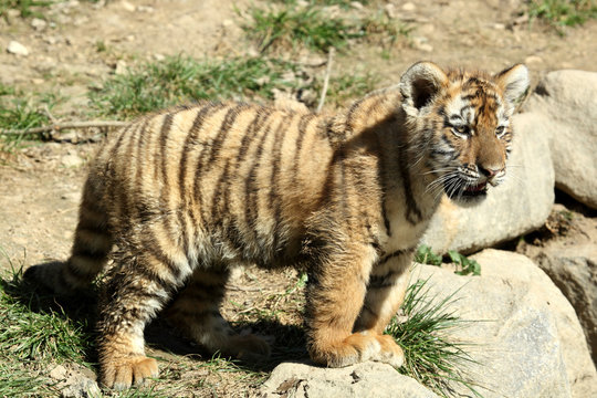 tigre de Sib&eacute;rie (Panthera tigris altaica) 