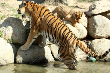 tigre de Sibérie (Panthera tigris altaica) 