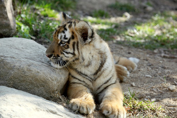 tigre de Sibérie (Panthera tigris altaica) 